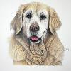 Dog portrait 327
