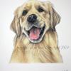Dog portrait 328