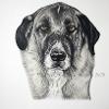 Dog portrait 333