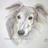 Dog portrait 38