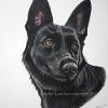 Dog portrait 87