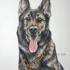 Dog portrait 92