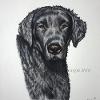 Dog portrait 129