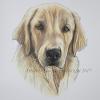 Dog portrait 139