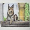 Dog portrait 142