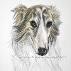Dog portrait 151