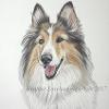 Dog portrait 156