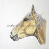 Horse portrait 2
