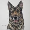 Dog portrait 160