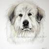 Dog portrait 176