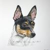 Dog portrait 181