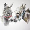 Donkey portrait 1