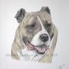 Dog portrait 204