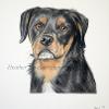 Dog portrait 224