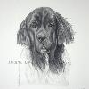Dog portrait 226