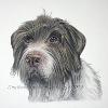 Dog portrait 252