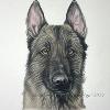 Dog portrait 257