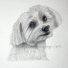 Dog portrait 267