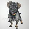 Dog portrait 286