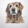 Dog portrait 304