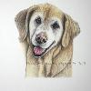 Dog portrait 311