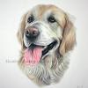 Dog portrait 368