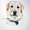 Dog portrait 446