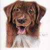 Dog portrait 434