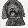 Dog portrait 285