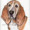 Dog portrait 167