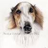 Dog portrait 439