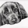Dog portrait 387