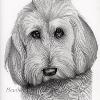 Dog portrait 377