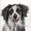 Dog portrait 301
