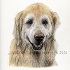 Dog portrait 314