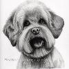 Dog portrait 380