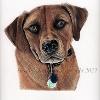 Dog portrait 467