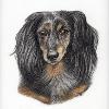 Dog portrait 185