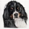 Dog portrait 497