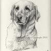 Dog portrait 98