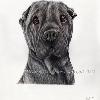 Dog portrait 367