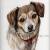 Dog portrait 163