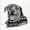 Dog portrait 292