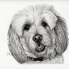 Dog portrait 287