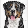 Dog portrait 148