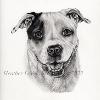 Dog portrait 426