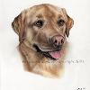 Dog portrait 391