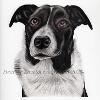 Dog portrait 364