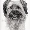 Dog portrait 479