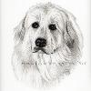 Dog portrait 210
